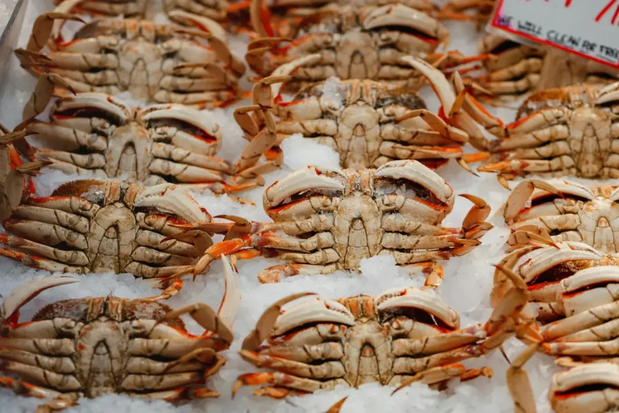 Crabs resting on ice